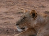 This lioness has something on her mind