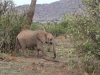 Wandering young elephant appeared to be without mom
