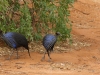 Vulturine guineafowls