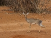 Dik dik