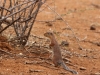 Ground squirrel