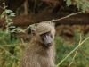 Baboon waiting for a door to be left open