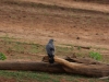 Gynogene or African Harrier Hawk