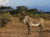 Grevys zebra - note the white belly