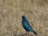 Blue eared starling