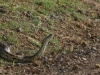 Nice python - not seen one before and actually saw 2 on this trip