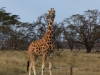 Rothschild's giraffe at Lake Nakuru
