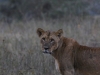 Lioness with cubs
