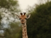 A very young Rothschild's giraffe - a joey