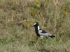 Blacksmith lapwing
