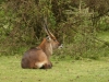 Male waterbuck while out on my stroll