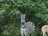 Lots of zebras at Lake Naivasha