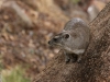 Tree hyrax