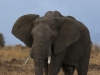 Mr. Grumpy, the only elephant I've encountered that has made an attempt to charge