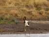 Saddle-billed stork