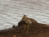 African wattled lapwing
