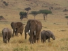 After the rains, an elephant family out for a stroll