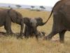 They had to help this little one cross a revene - he looks happy