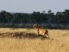 Lioness scouting for breakfast