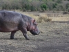 Hippo headed back to the river to prevent sunburn