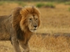 So excited to see the large maned male lions - been a long time