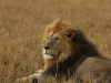Certainly regal
