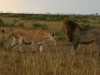 A teasing lioness