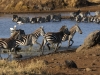 Zebras always seem to be running out of the water
