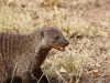 Banded mongoose - looks like a honey badger to me