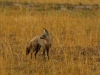 Bat eared fox