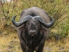 Cape buffalo after heavy rains - looking slick