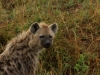 Hyenas get a bad rap.... they are actually very interesting to watch