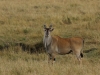 Eland
