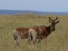 Hartebeest