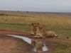 Reflecting lions