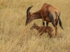 This is life in Africa - arriving within an hour of being born, this little one struggles to stand