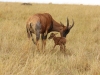 With lions nearby, moving is critical to survival