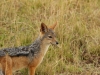 A jackal looking for any scraps to be had