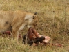 Lioness finishing up a zebra