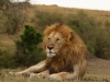 The King