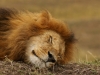 Needs a nap!  Takes a lot of energy to be so handsome...