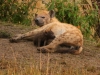 Hyenas make very good moms