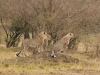Malaika's cubs I photographed last year - all grown up