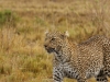But a leopard poses a challenge
