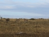 Of the original 4, Malaika still has 3 cubs