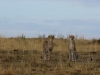 Nervous from the leopard