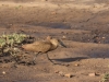 Hammerkop