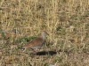 Senegal lapwing