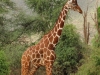 Reticulated giraffe