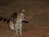 Genet cat at the dinner table looking for scraps of meat
